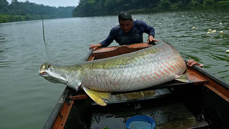 The Hunt | Arapaima Fishing | Learn About The Amazon Arapaima